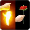 Aparición de rosa (appearing rose)