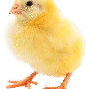 La granja mágica