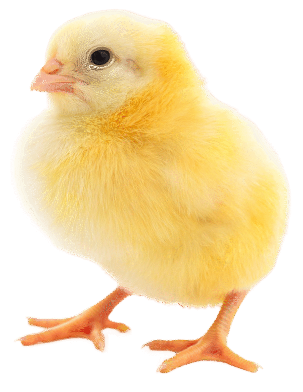 La granja mágica